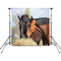 Two Horses Eating Hay Backdrops 44133991