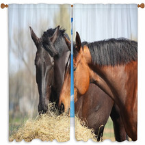 Two Horses Eating Hay Window Curtains 44133991