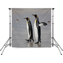 Two King Penguins On The Beach Backdrops 50922406