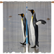 Two King Penguins On The Beach Window Curtains 50922406