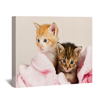 Two Kittens In A Pink Blanket Wall Art 47252735