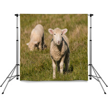 Two Lambs Grazing On Pasture  Backdrops 92252557