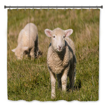Two Lambs Grazing On Pasture  Bath Decor 92252557