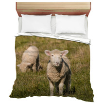 Two Lambs Grazing On Pasture  Bedding 92252557
