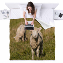 Two Lambs Grazing On Pasture  Blankets 92252557