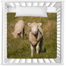Two Lambs Grazing On Pasture  Nursery Decor 92252557