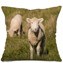 Two Lambs Grazing On Pasture  Pillows 92252557