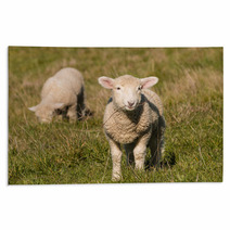 Two Lambs Grazing On Pasture  Rugs 92252557