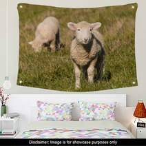 Two Lambs Grazing On Pasture  Wall Art 92252557