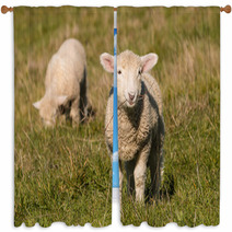 Two Lambs Grazing On Pasture  Window Curtains 92252557
