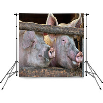 Two Large Fully Grown Male Pigs In A Wooden Stable Backdrops 42162756