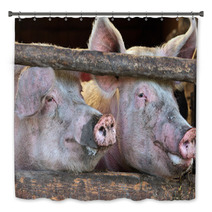 Two Large Fully Grown Male Pigs In A Wooden Stable Bath Decor 42162756