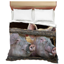 Two Large Fully Grown Male Pigs In A Wooden Stable Bedding 42162756