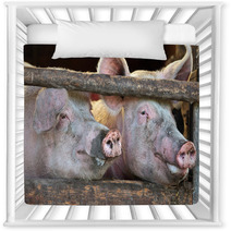 Two Large Fully Grown Male Pigs In A Wooden Stable Nursery Decor 42162756