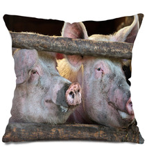 Two Large Fully Grown Male Pigs In A Wooden Stable Pillows 42162756