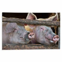 Two Large Fully Grown Male Pigs In A Wooden Stable Rugs 42162756