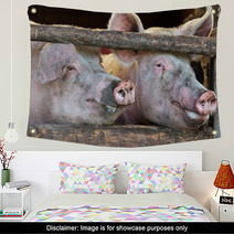 Two Large Fully Grown Male Pigs In A Wooden Stable Wall Art 42162756