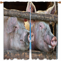 Two Large Fully Grown Male Pigs In A Wooden Stable Window Curtains 42162756