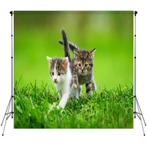 Two Little Kittens On The Grass Backdrops 59098499