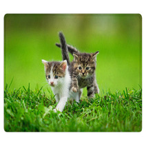 Two Little Kittens On The Grass Rugs 59098499