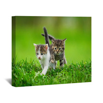 Two Little Kittens On The Grass Wall Art 59098499