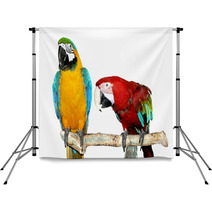 Two Parrots Backdrops 71943972
