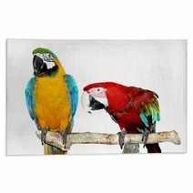 Two Parrots Rugs 71943972