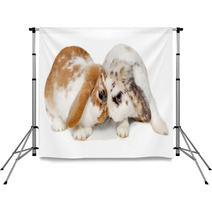 Two Rabbits Isolated On A White Background Backdrops 61805588