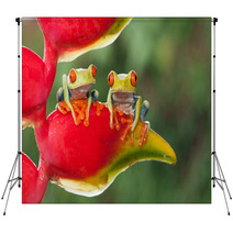 Two Red-eyed Tree Frogs Sitting On A Heliconia Flower Backdrops 87591215
