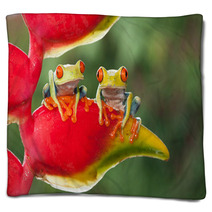 Two Red-eyed Tree Frogs Sitting On A Heliconia Flower Blankets 87591215