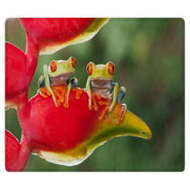 Two Red-eyed Tree Frogs Sitting On A Heliconia Flower Rugs 87591215