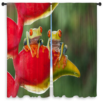 Two Red-eyed Tree Frogs Sitting On A Heliconia Flower Window Curtains 87591215