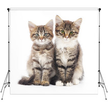 Two Small Kittens Backdrops 59644358