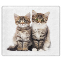 Two Small Kittens Rugs 59644358