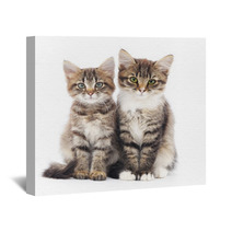Two Small Kittens Wall Art 59644358