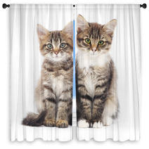 Two Small Kittens Window Curtains 59644358