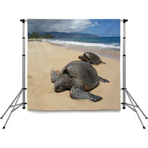 Two Turtles In The Sand In A Beach In Hawaii Backdrops 53711119