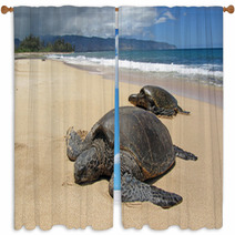 Two Turtles In The Sand In A Beach In Hawaii Window Curtains 53711119