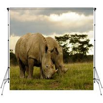 Two White Rhinos Grazing Backdrops 48025611
