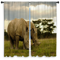 Two White Rhinos Grazing Window Curtains 48025611