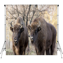Two Wild European Bison (Bison Bonasus) In Autumn Deciduous Fore Backdrops 58808089