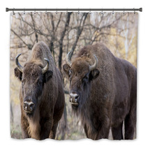 Two Wild European Bison (Bison Bonasus) In Autumn Deciduous Fore Bath Decor 58808089