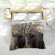 Two Wild European Bison (Bison Bonasus) In Autumn Deciduous Fore Bedding 58808089