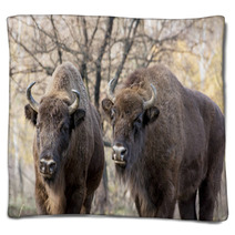 Two Wild European Bison (Bison Bonasus) In Autumn Deciduous Fore Blankets 58808089