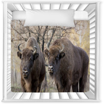 Two Wild European Bison (Bison Bonasus) In Autumn Deciduous Fore Nursery Decor 58808089