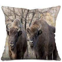 Two Wild European Bison (Bison Bonasus) In Autumn Deciduous Fore Pillows 58808089