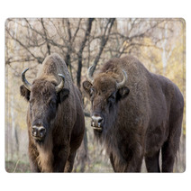 Two Wild European Bison (Bison Bonasus) In Autumn Deciduous Fore Rugs 58808089