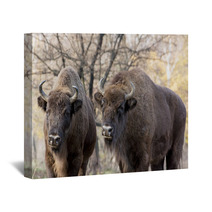 Two Wild European Bison (Bison Bonasus) In Autumn Deciduous Fore Wall Art 58808089
