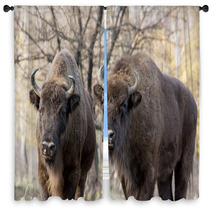 Two Wild European Bison (Bison Bonasus) In Autumn Deciduous Fore Window Curtains 58808089