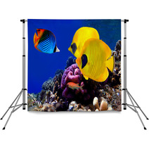 Underwater Image Of Coral Reef Backdrops 29299351